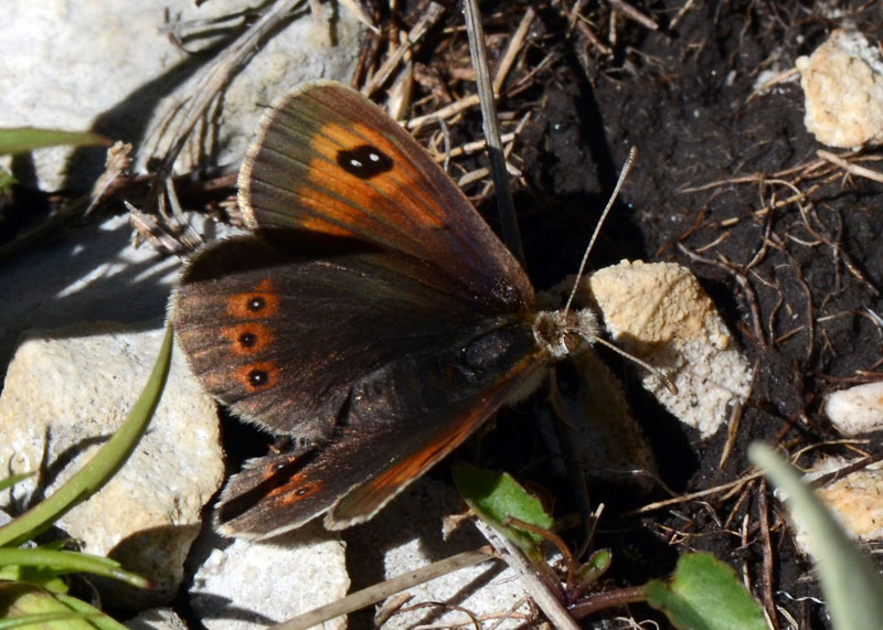 Erebia montana ?